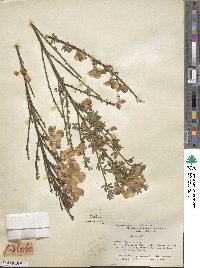 Cytisus scoparius image