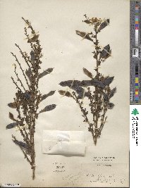 Cytisus scoparius image