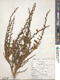 Cytisus scoparius image