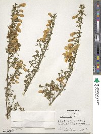 Cytisus scoparius image