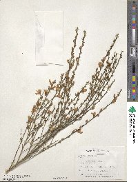 Cytisus scoparius image