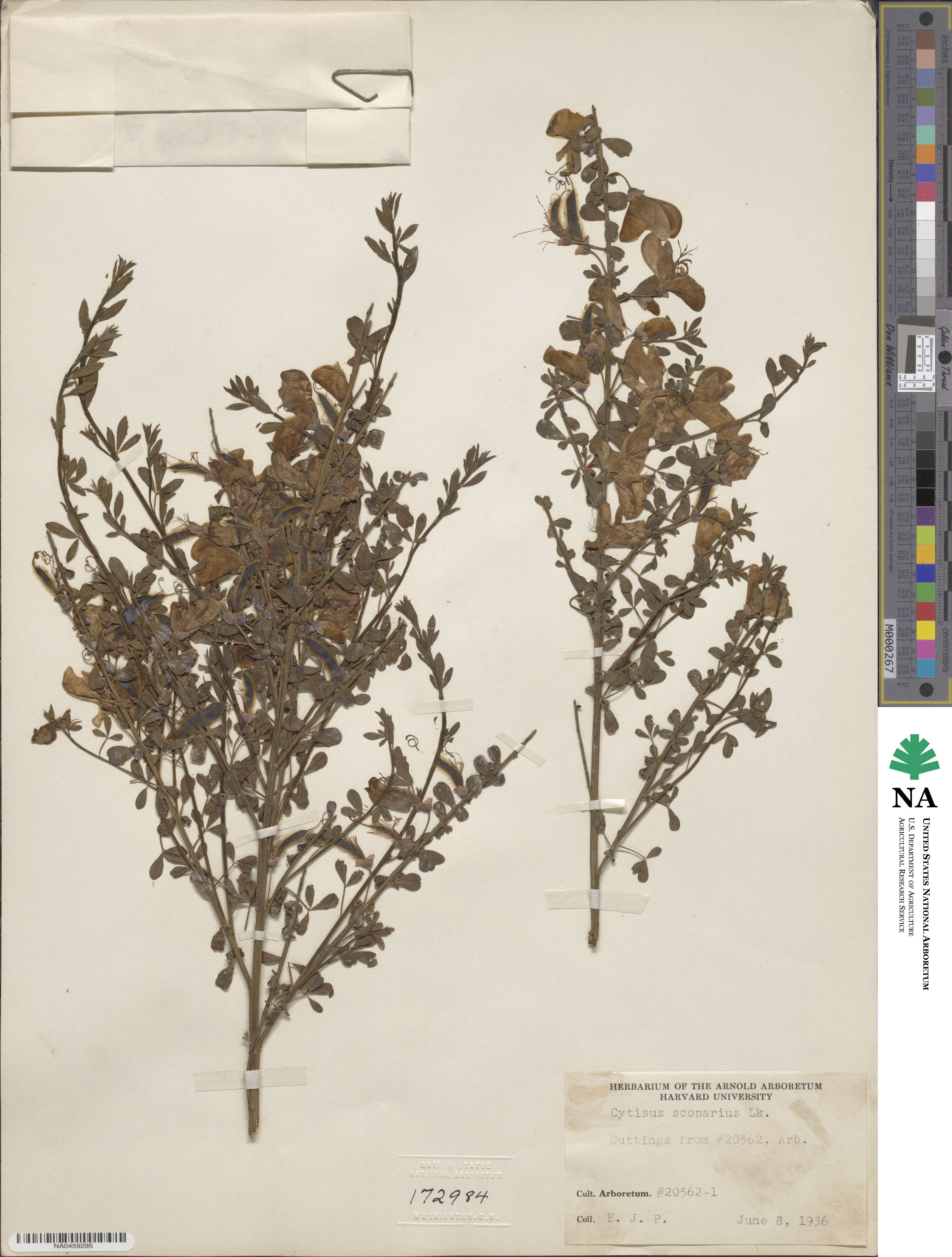 Cytisus scoparius image