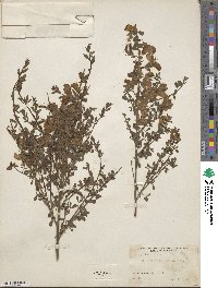 Cytisus scoparius image