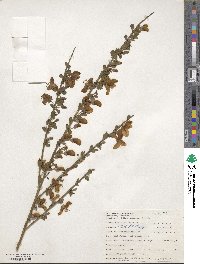 Cytisus scoparius image