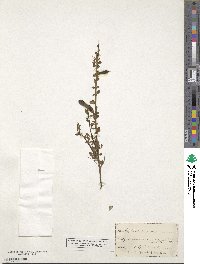 Cytisus scoparius image