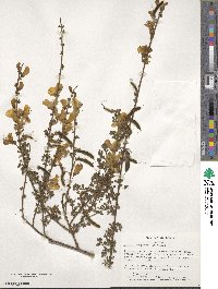 Cytisus scoparius image