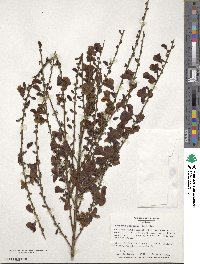 Cytisus scoparius image