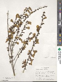 Cytisus scoparius image