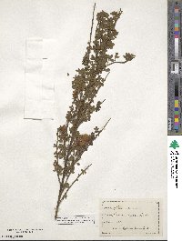 Cytisus scoparius image