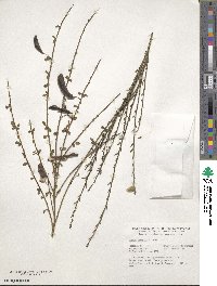 Cytisus scoparius image