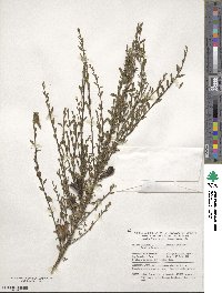 Cytisus scoparius image