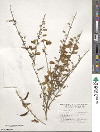 Cytisus scoparius image