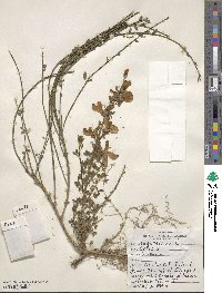 Cytisus scoparius image