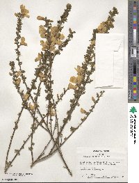 Cytisus scoparius image