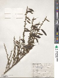 Cytisus scoparius image