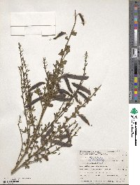 Cytisus scoparius image