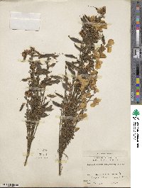 Cytisus scoparius image