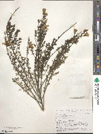 Cytisus scoparius image