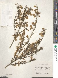 Cytisus scoparius image