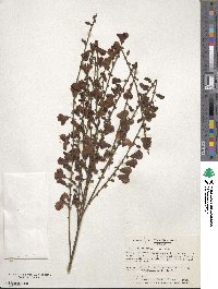 Cytisus scoparius image