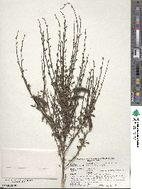 Cytisus scoparius image