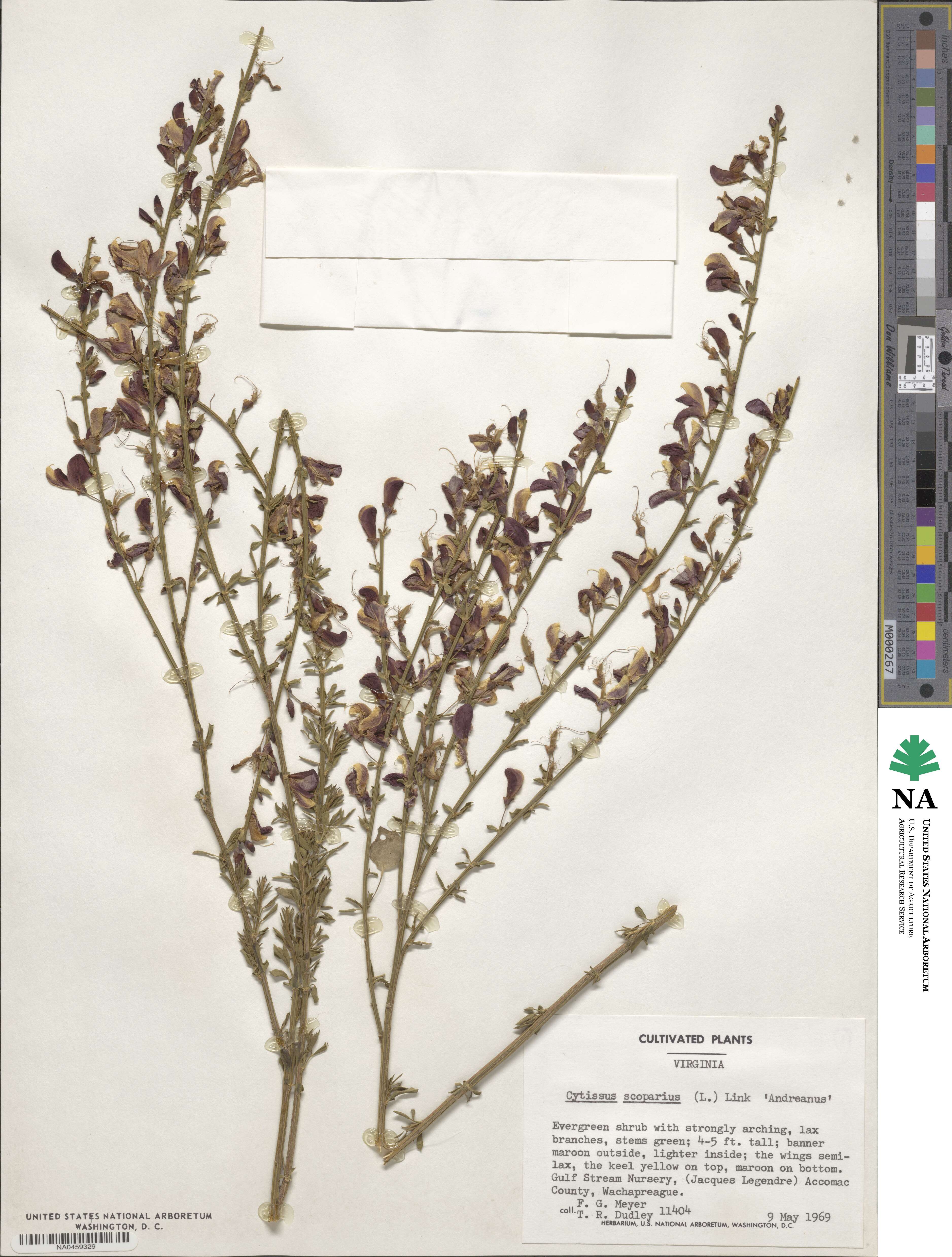 Cytisus scoparius subsp. scoparius image