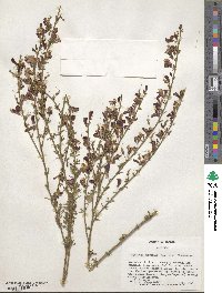 Cytisus scoparius subsp. scoparius image