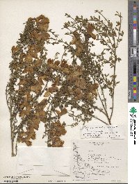 Cytisus scoparius image