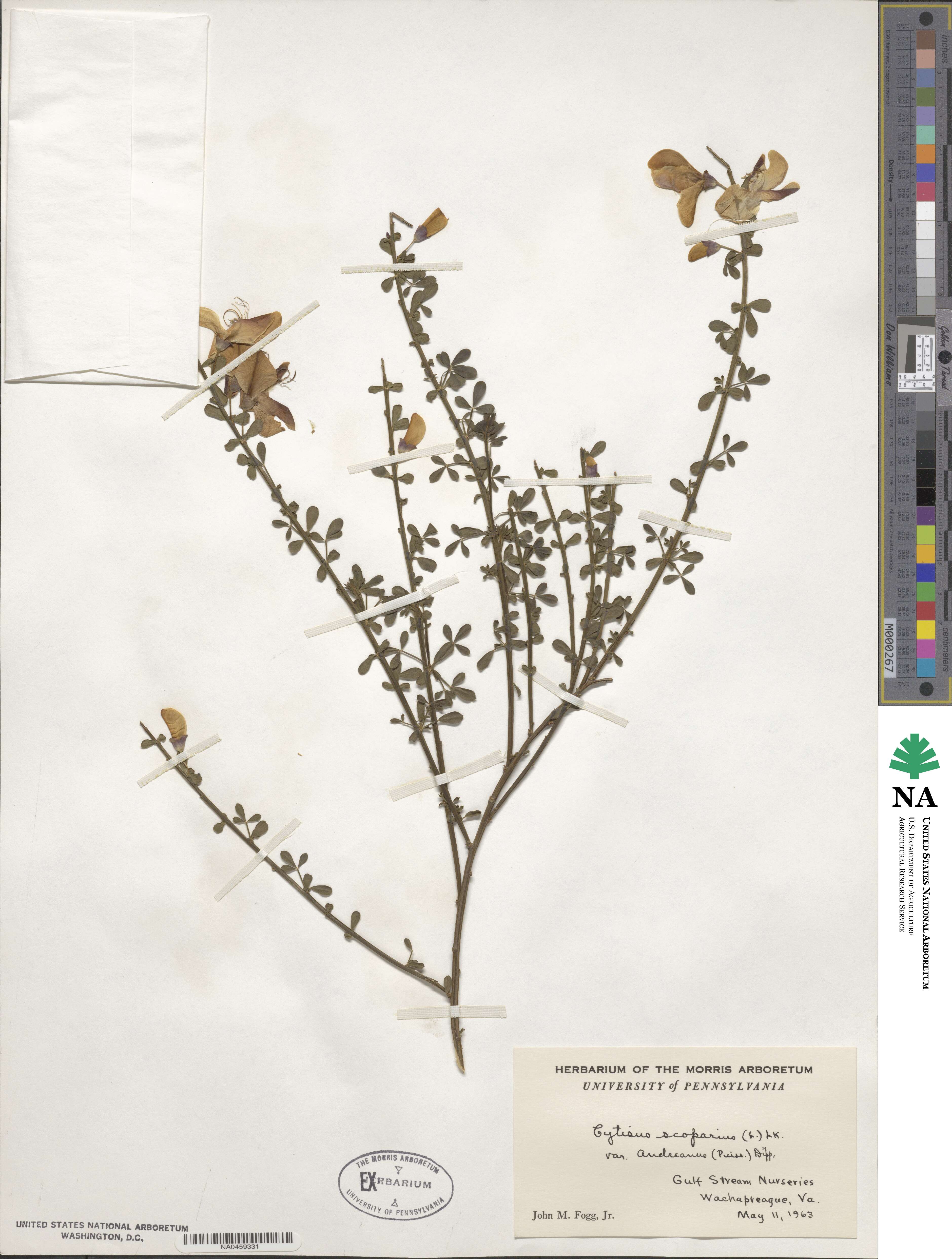 Cytisus scoparius subsp. scoparius image
