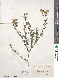 Cytisus scoparius image