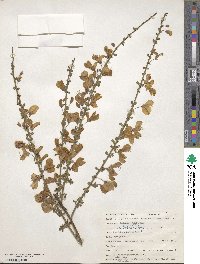 Cytisus scoparius image