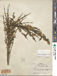 Cytisus scoparius image