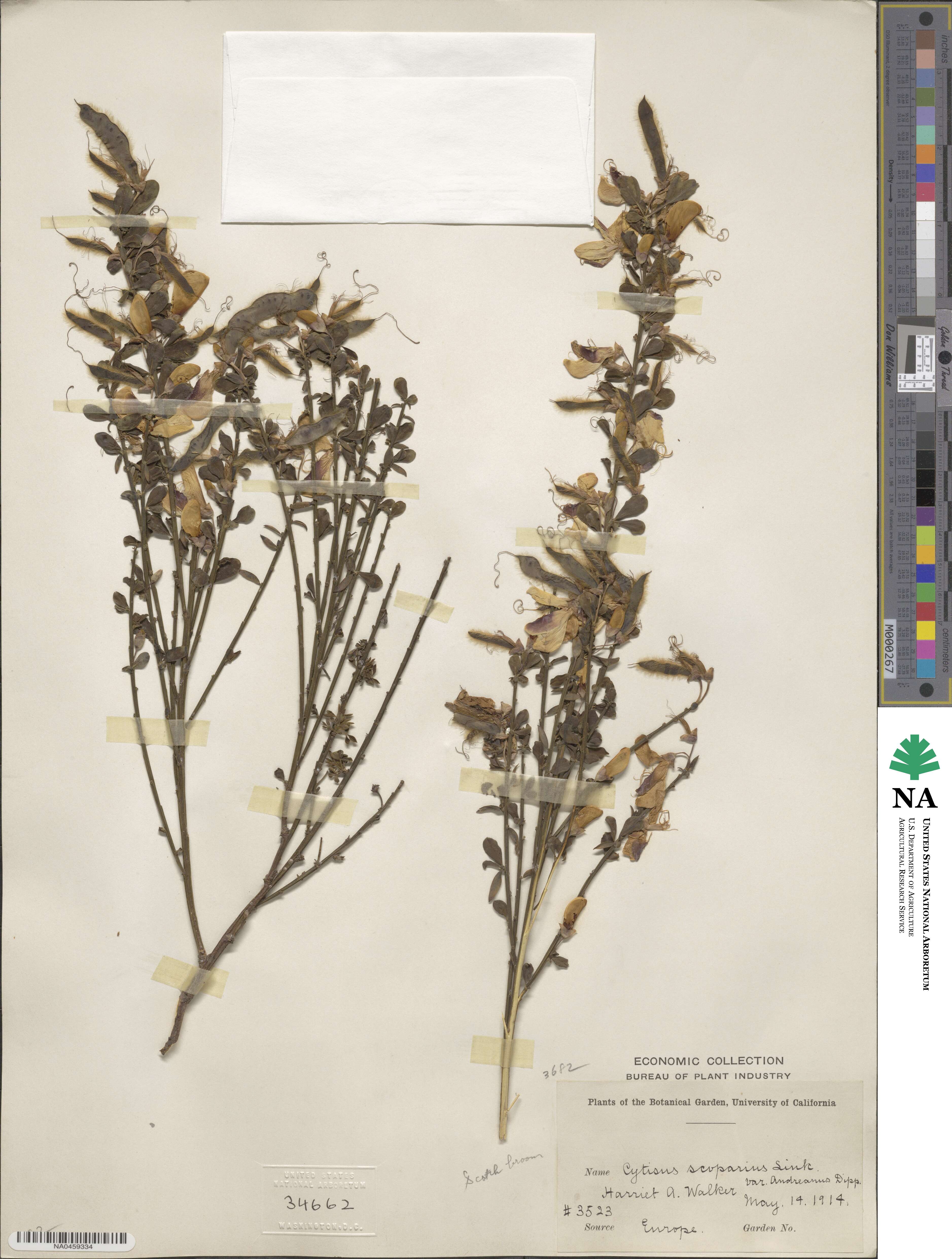 Cytisus scoparius subsp. scoparius image