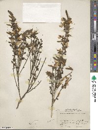 Cytisus scoparius image