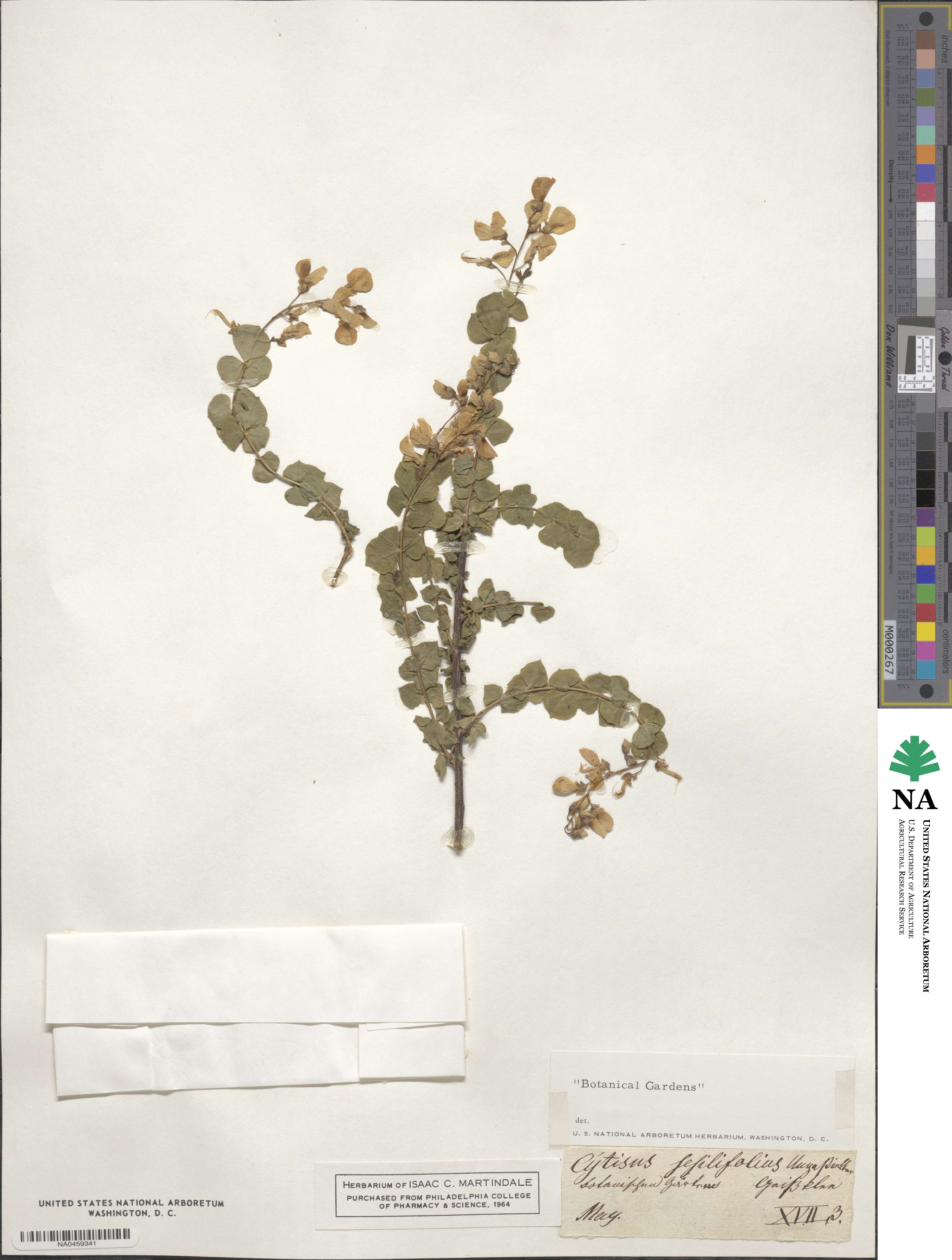 Cytisophyllum sessilifolium image