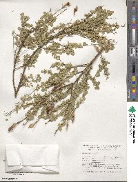 Cytisophyllum sessilifolium image