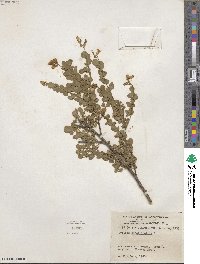 Cytisophyllum sessilifolium image