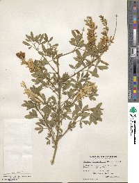 Genista stenopetala image