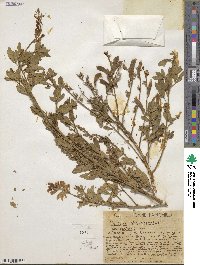 Genista stenopetala image