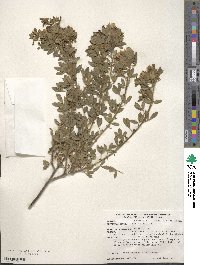 Chamaecytisus supinus image