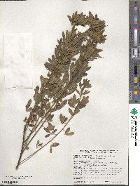 Chamaecytisus supinus image