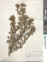 Chamaecytisus supinus image