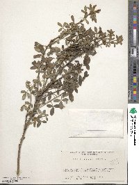 Chamaecytisus supinus image