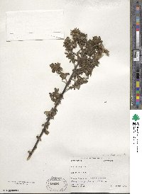 Chamaecytisus supinus image