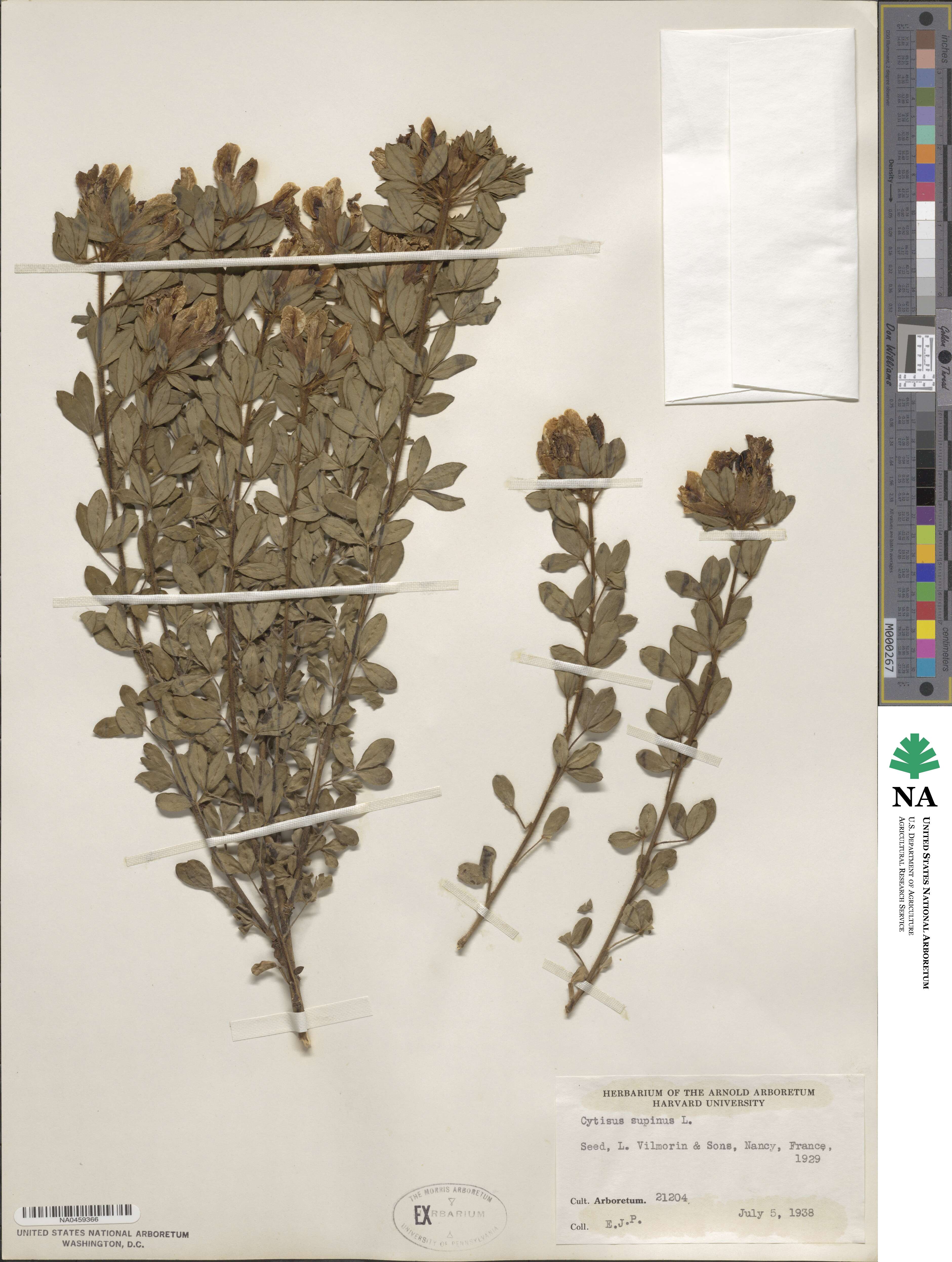Chamaecytisus supinus image