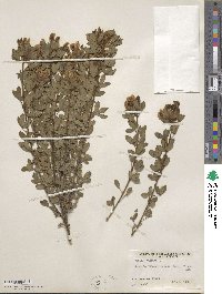 Chamaecytisus supinus image