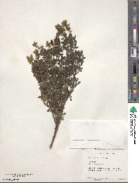 Chamaecytisus supinus image