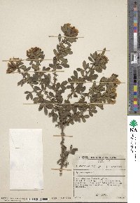 Chamaecytisus supinus image