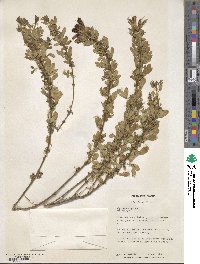 Chamaecytisus supinus image