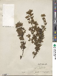 Chamaecytisus supinus image